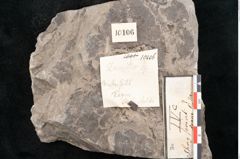 Foto (Detailansicht) von Zamites sp. (NHMW-GEO-2024-0188-10106)